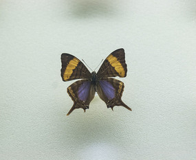 ���ϻ����̵�