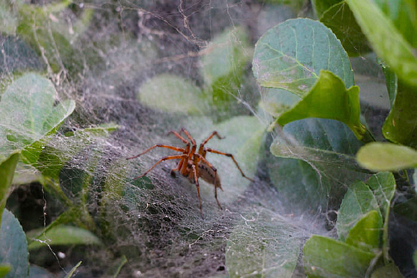 ���е�֩��