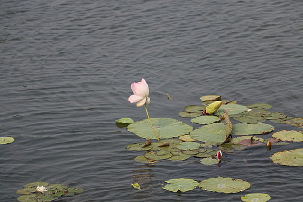 ˮ�е�����