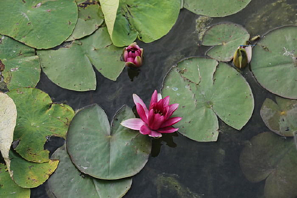 ˮ�е�����