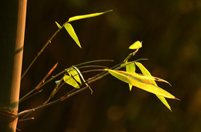 Ψ����Ӱ��Ҷ��֦��д�羰ͼƬ