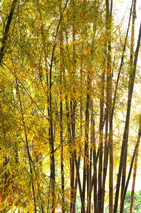 Ψ�����ַ羰ͼƬ