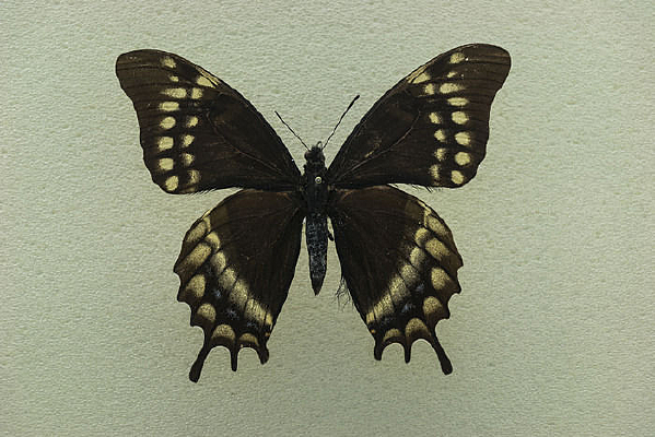 �ַ����³����