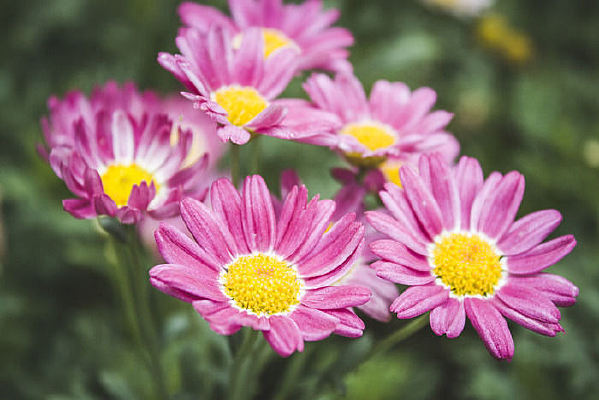 һ�ط�ɫ��������ػ�