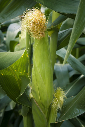 һ�����̵����װ�