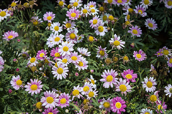 һƬ������ػ�