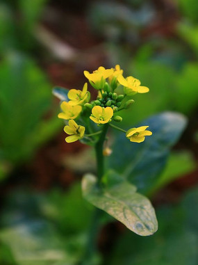 单株油菜花