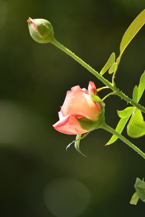 �¼����뻨�Ƕ�ͼƬ