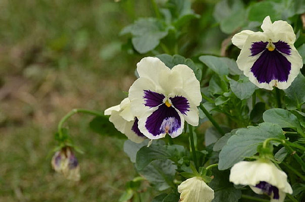 �Ӳݴ��еļ���С�ٻ�