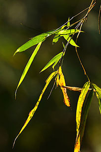 ��дΨ��ͼƬ