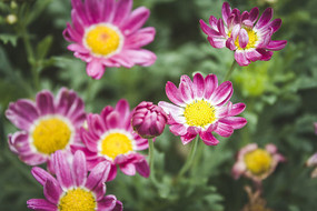 ��ɫ��������ػ�