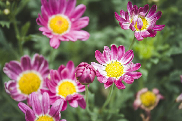 ��ɫ��������ػ�