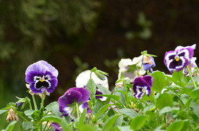 ��ɫСҰ���羰ͼƬ