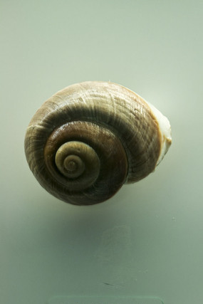 ��������ţ