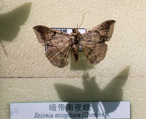 ������ҹ��