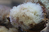 ���޺�ɺ��