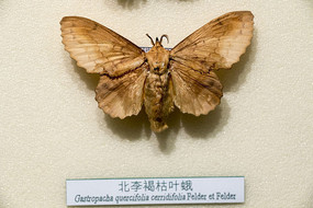 ����ֿ�����