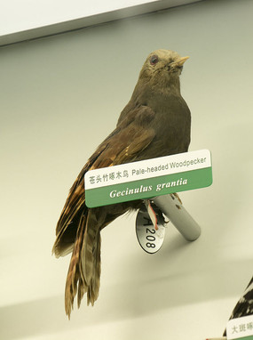 ��ͷ����ľ��