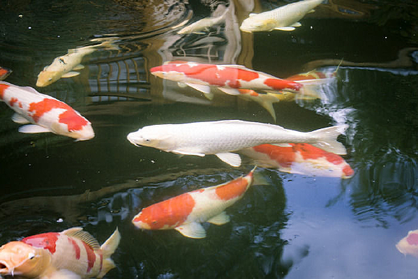 �����Ĵ����