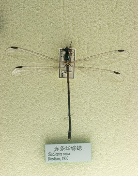 ���������Z