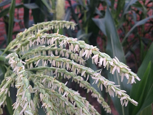 �������׻�