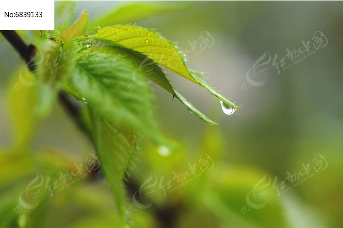 春雨过后的桃花叶图片