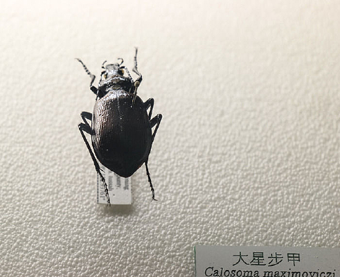 ���ǲ��ױ걾