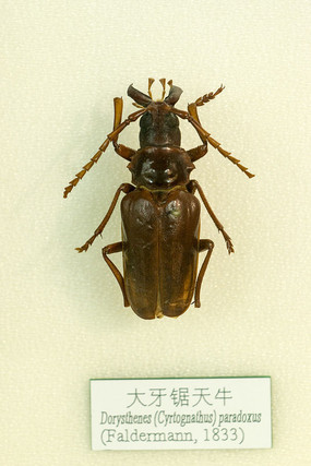 ��������ţ�걾