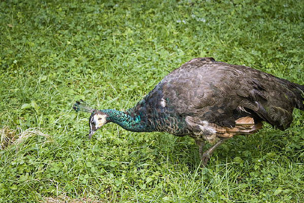 ��ͷ��һֻ�̿�ȸ