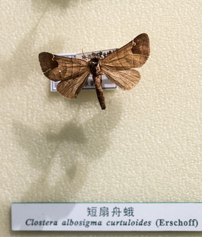 �����۶�