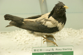 �ۺ�����