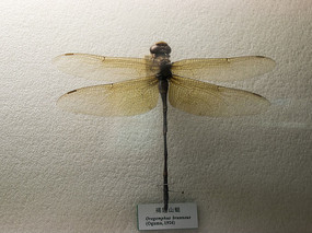 ����ɽ��