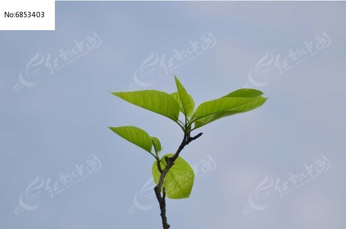 剛發芽的樹葉樹丫圖片