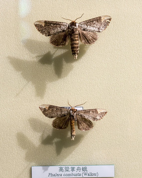 �������۶�