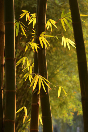 ��Ӱ���ַ羰ͼƬ