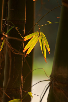 ��Ӱ������Ҷ߯дͼƬ