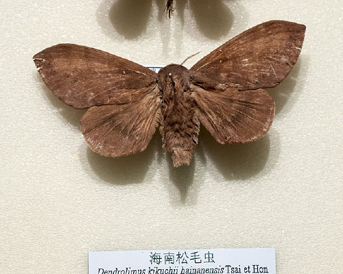 ������ë��