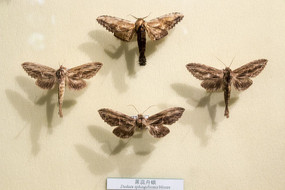 �����۶�