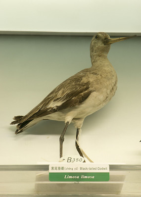 ��β����