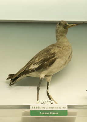 ��β����