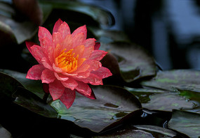 �������羰��дͼƬ