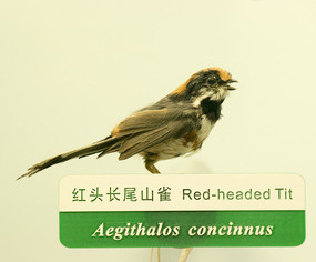 ��ͷ��βɽȸ