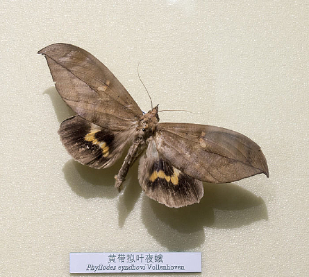 �ƴ���Ҷҹ��