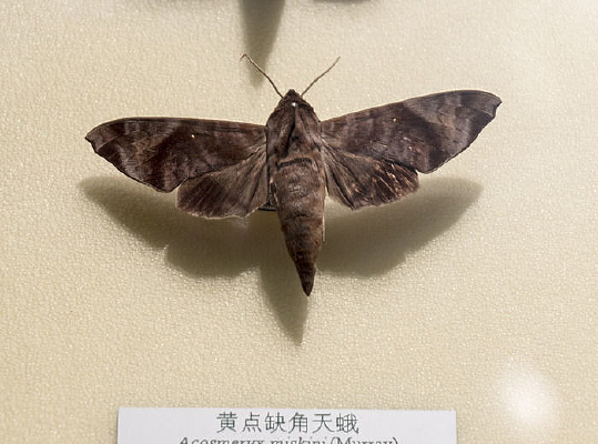 �Ƶ�ȱ�����