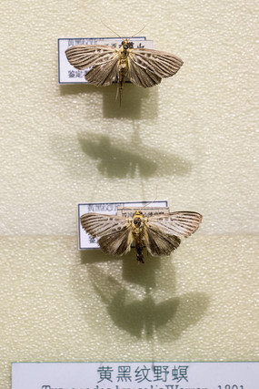 �ƺ���Ұ��