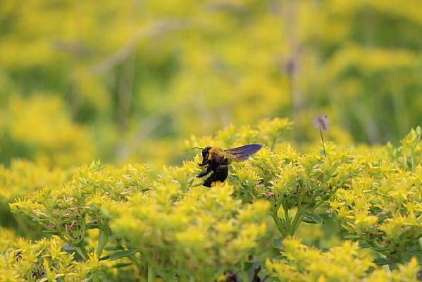 ���в��۵ĻƷ�