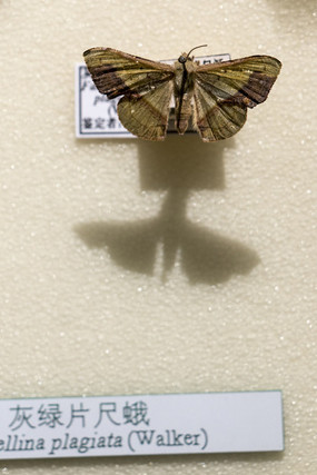 ����Ƭ�߶�