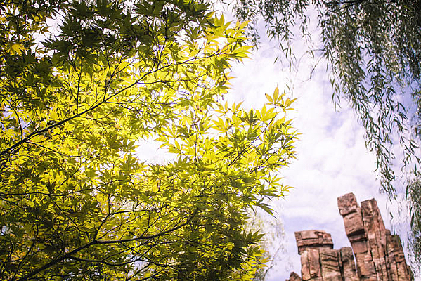 ��ɫ�ķ�Ҷ�ͼ�ɽ