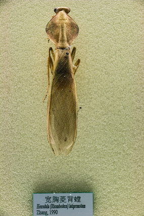 �����ⱳ�