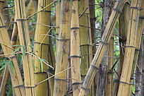 �ݻƵ�����